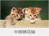 西峡县润霖食品有限公司