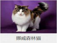 西峡县润霖食品有限公司