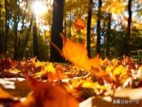 西峡县润霖食品有限公司