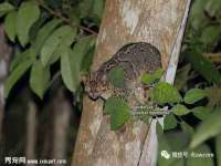 西峡县润霖食品有限公司