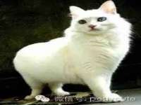 西峡县润霖食品有限公司