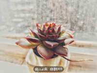 西峡县润霖食品有限公司