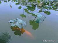 西峡县润霖食品有限公司