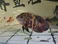 西峡县润霖食品有限公司